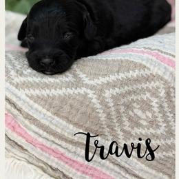 Dunn - Black male Australian Labradoodle puppy in Gladstone, Oregon from Beaver State Labradoodles