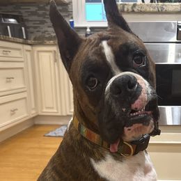 Boxers from Twinbrook Boxers