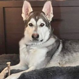 Frosty - German Shepherd