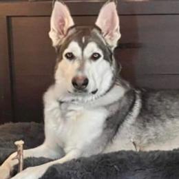 Frosty - German Shepherd