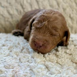 Lincoln - Apricot male Goldendoodle puppy in Willacoochee, Georgia from Kitandkboodle's Doodles