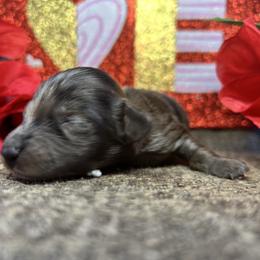 Jasper - Dapple male Dachshund puppy in Spring Creek, Nevada from Hobby Horse Homestead Mini Doxies