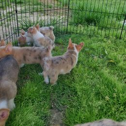 American Corgi Puppies from Thomas Corgi's