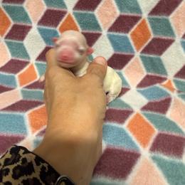 Kay - White female Maltese puppy in Asheville, North Carolina from TCBs Glowing Maltese
