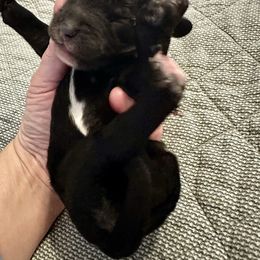 Black - Black male Bernedoodle puppy in Holt, Missouri from Mindys Doodles