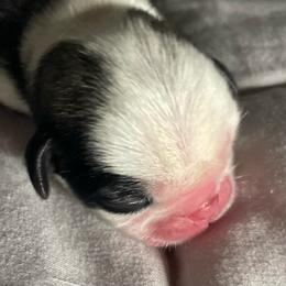 Fiona - White female Pug puppy in Hanover, Virginia from Pure Pugs