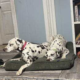 Dalmatian puppies from New Horizonz Dalmatians
