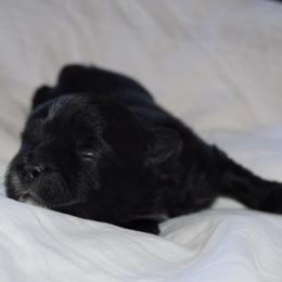 Sneezy - Black and white male Shih Tzu puppy in Porterville, California from Moore Shih Tzus