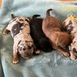 Assorted Doodle Crosses and Miniature Australian Shepherds from Sweetgrass Doodles