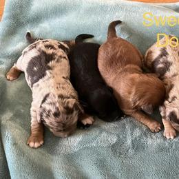 Assorted Doodle Crosses and Miniature Australian Shepherds from Sweetgrass Doodles