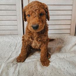 Baker - Apricot male Goldendoodle puppy in Everett, Washington from Big Top Doodles