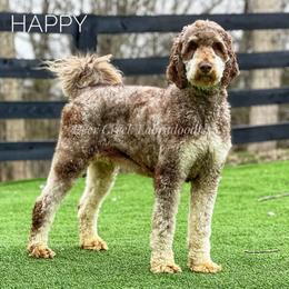 Happy - Australian Labradoodle