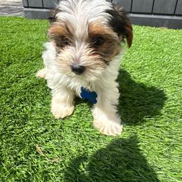 Boy Blue - Parti male Yorkshire Terrier puppy in Massachusetts from Happy Tail Yorkies and Maltese
