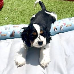 Companion Cross Puppies from Cavalier Cockers
