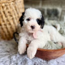 Poppy - Tri-color female Bernedoodle puppy in Natural Bridge, Virginia from Padgetts Hill Puppies