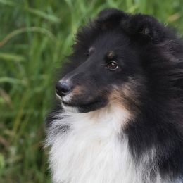 Cain “CH Asgards forbidden posession” - Shetland Sheepdog puppy from Asgard Shetland Sheepdogs