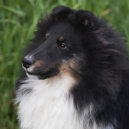 Cain “CH Asgards forbidden posession” - Shetland Sheepdog puppy from Asgard Shetland Sheepdogs