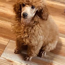 Poodle Puppies from Top Shelf Toy Dogs