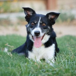 Border Collie puppies from Iron Oak Stockdogs
