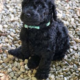  Puppies from MizzElle’s Standard Poodles