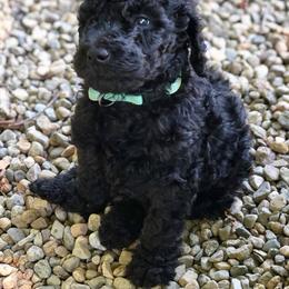  Puppies from MizzElle’s Standard Poodles