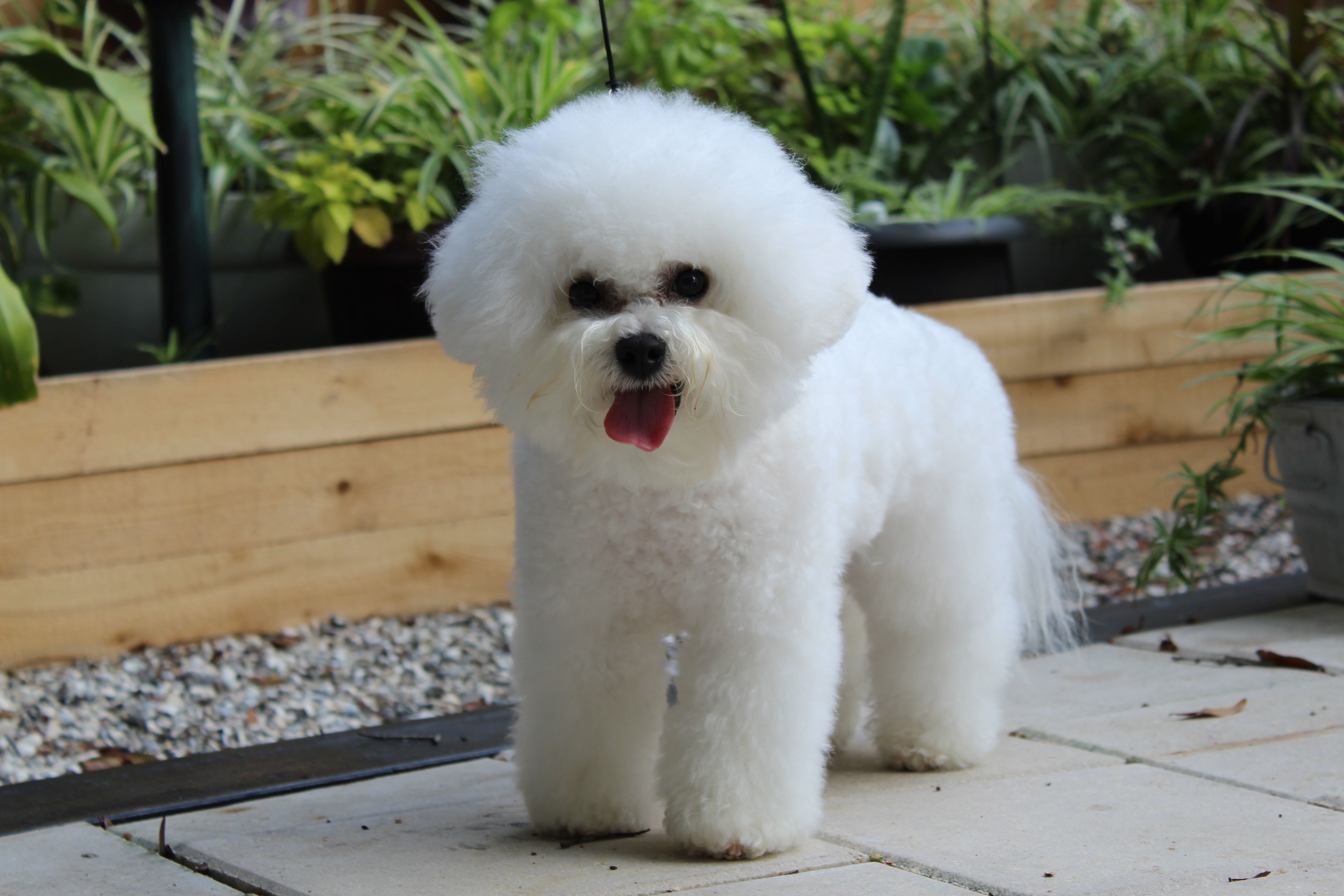 Adult Bichon stands outside