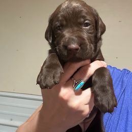Lily - Chocolate female Labrador Retriever puppy in Dillwyn, Virginia from Darbytown Labradors