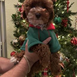 Poodle Puppies from Poodles 4 Life