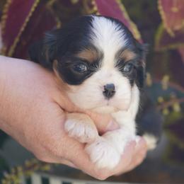 Potter - Tri-color male Cavalier King Charles Spaniel puppy in Lula, Georgia from Cavaliers by Crumley