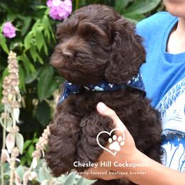 Cockapoo Puppies from Chesley Hill Cockapoos