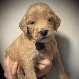 Boy Black collar - Apricot male Goldendoodle puppy in Mattawan, Michigan from Doodifuldoods