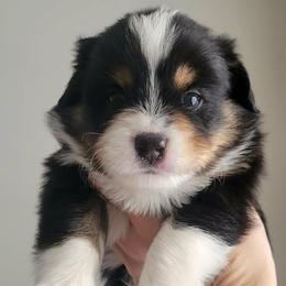 Boone - Black tri male Miniature American Shepherd puppy in Bristol, Tennessee from Riverstone Aussies