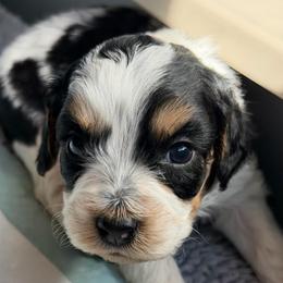 Sweetie (Yellow Collar) - Tri-color female Australian Labradoodle puppy in Mount Gilead, North Carolina from Tillery Labradoodles
