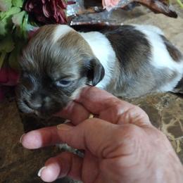 Glory - Red sable female Havanese puppy in Cleveland, Texas from 7th Heaven Havanese of Texas