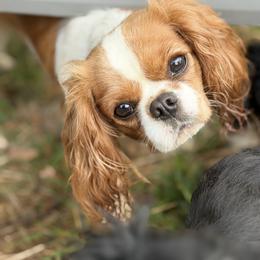 Cavalier King Charles Spaniel Puppies from Cavalier Country Farm