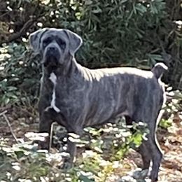 Rosie - Cane Corso