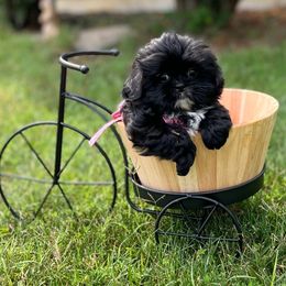 Mint Green Collar - Kiki Janae - Black and white female Shih Tzu puppy in Mays Landing, New Jersey from Fancy Paws Shorkies & Shih Tzus