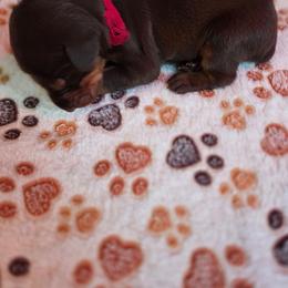 Red collar-female - Red and rust female Doberman Pinscher puppy in Acworth, Georgia from Stonewood Dobermans and Min Pins