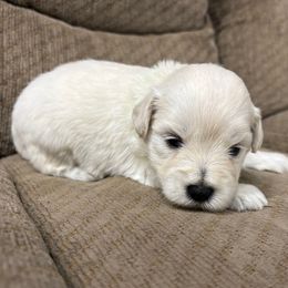 Nova - White female Miniature Schnauzer puppy in Plaucheville, Louisiana from Honey Doux Southern Paws