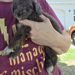Elastigirl - Red merle female Aussiedoodle puppy in Cumberland, Rhode Island from W Doodle Crew