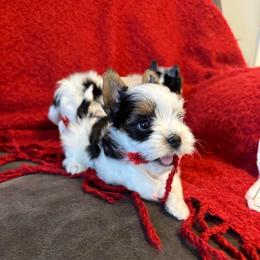 Half Pint Wee Lad - Black tan and white male Biewer Terrier puppy in Malta, Ohio from Half Pint Biewer Terriers