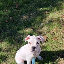 Boxer Puppies from Boxer Blessings Kennel