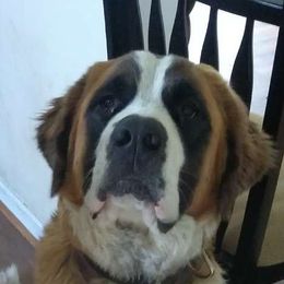 Lucy - Saint Bernard