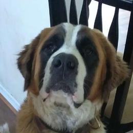 Lucy - Saint Bernard