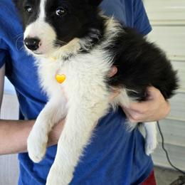 Yellow collar girl - Black and white female Border Collie puppy in Live Oak, Florida from K&R RANCH KENNELS