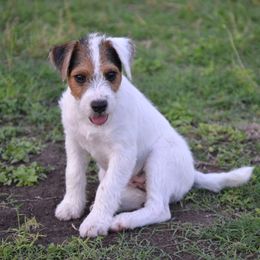 GiGi  - Jack Russell Terrier