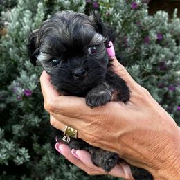 Truffle - Black gold and white female Shihpoo puppy in Millsap, Texas from Gaston’s Posh Poodles and Doodles
