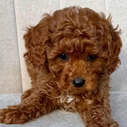 Luigi - Red male Cavapoo puppy in Mona, Utah from Hearts Full of Puppies
