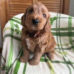 Gus - Red  male Goldendoodle puppy in Lowville, New York from Adirondack Goldendoodles
