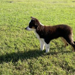 Toy Australian Shepherds from Stephanie’s Wiggle Butts